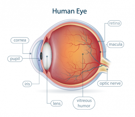 What is Retina in the Eye?